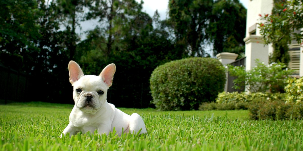 Dog laying on grass