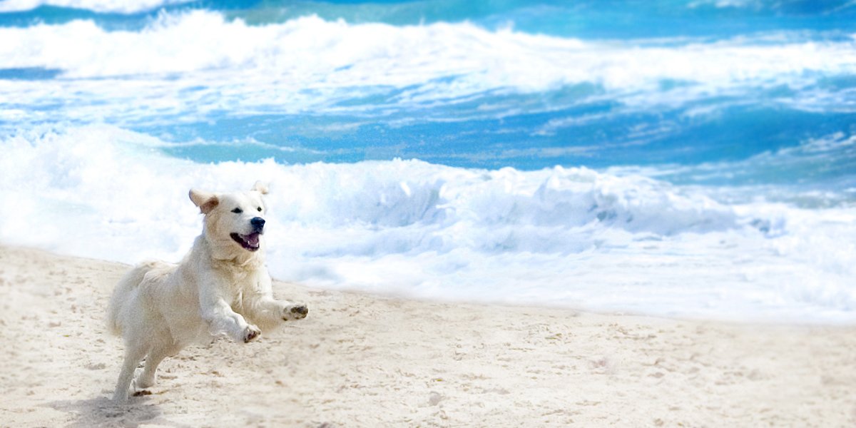 dog running on South Florida beach