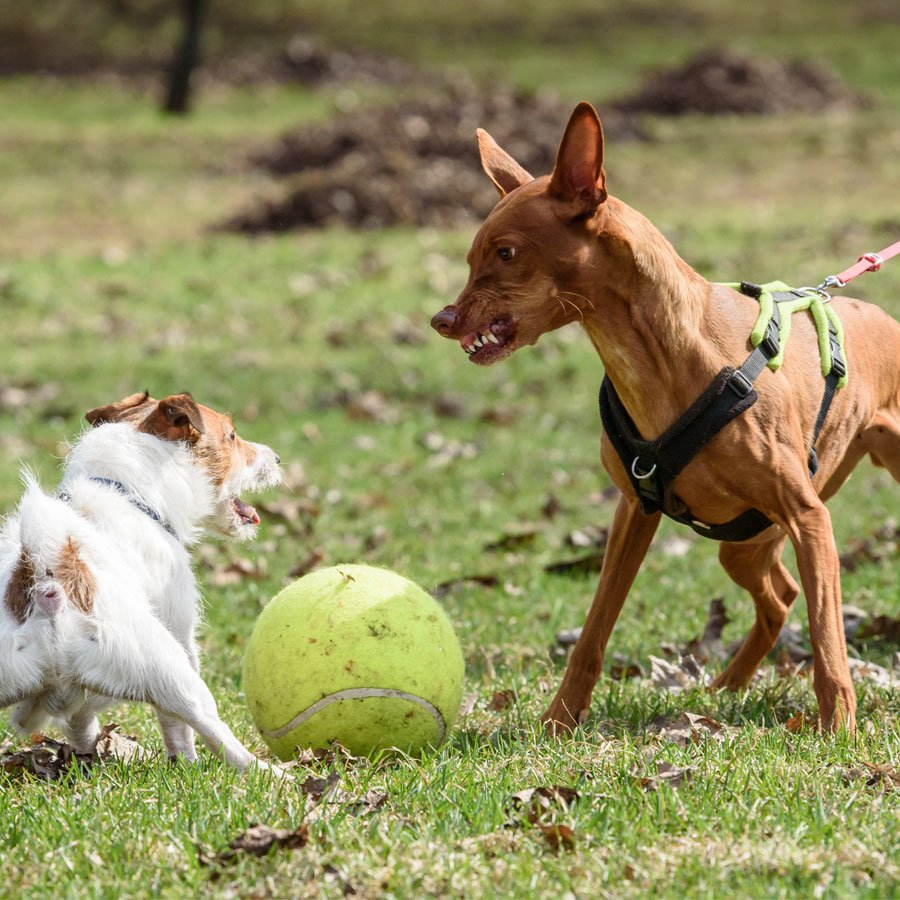 dogs fight over a ball
