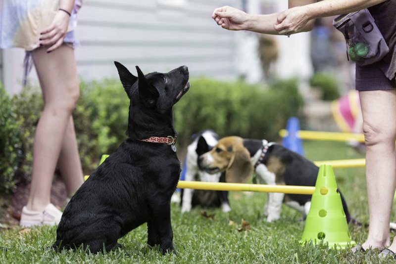 puppies play fighting