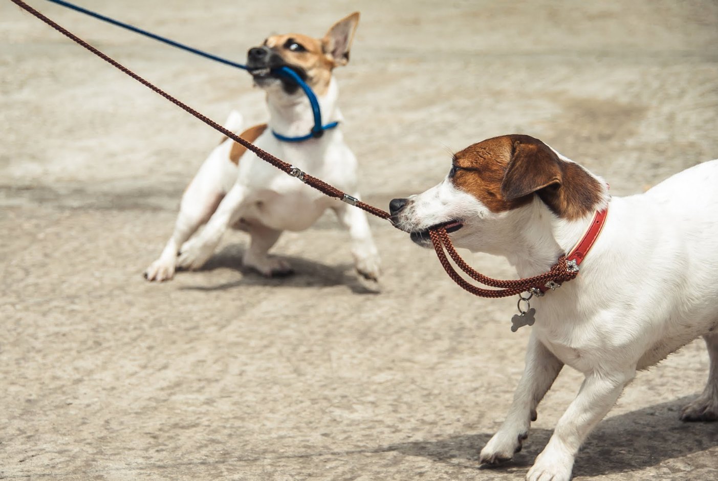 dogs pulling on leads