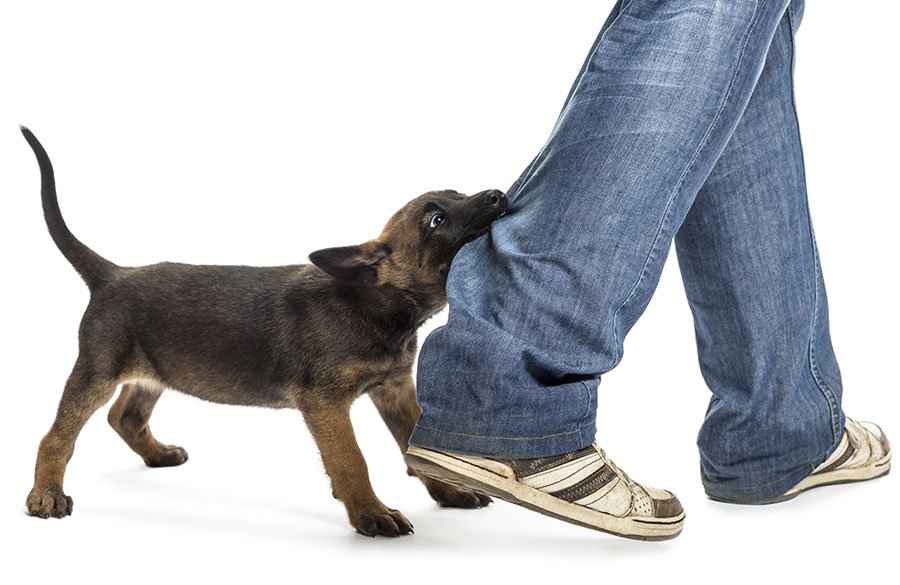 puppy pulling on owners pants