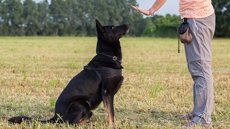 beyond the basics dog training